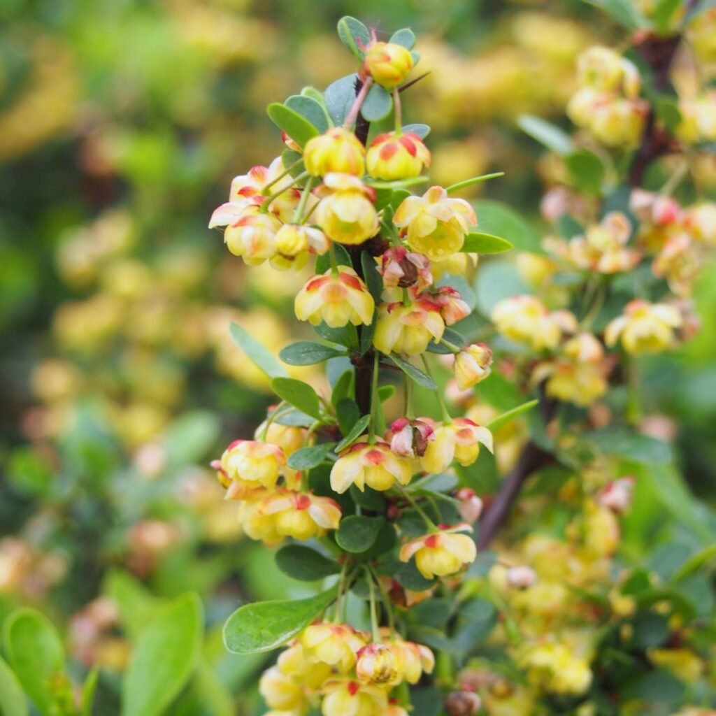 Magellan Barberry - Berberis buxifolia