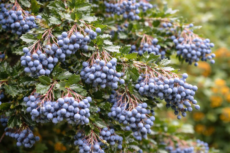 Darwin's Barberry - Berberis darwinii