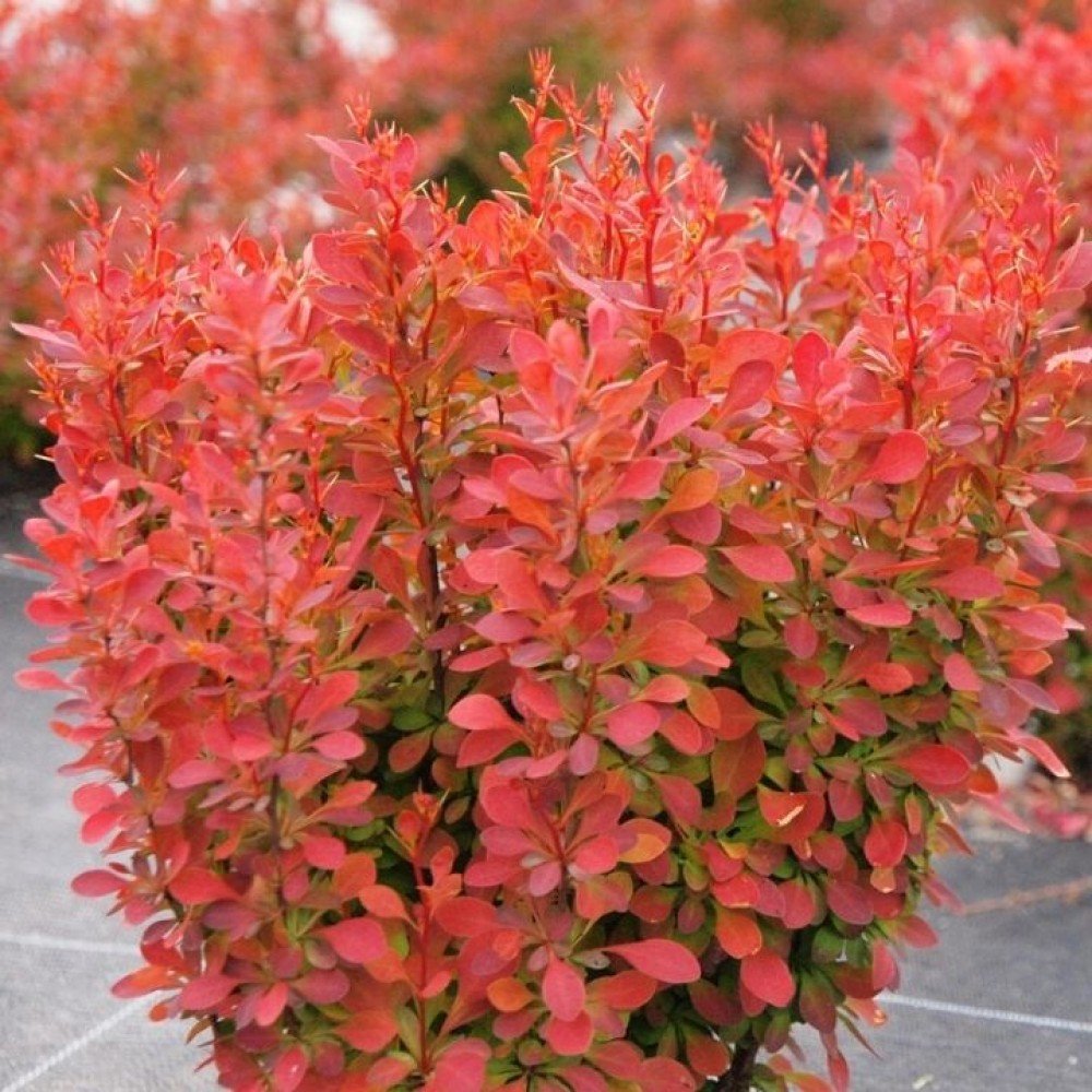 Japanese Barberry - Berberis thunbergii