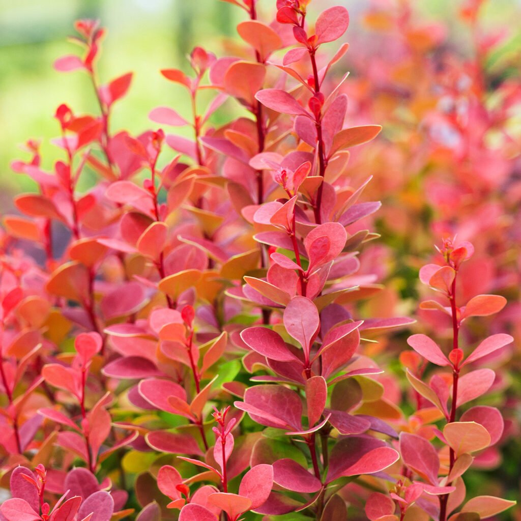 Japanese Barberry - Berberis thunbergii