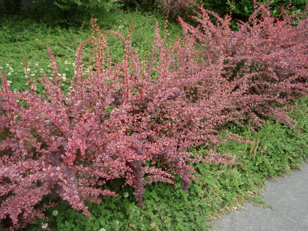 Japanese Barberry - Berberis thunbergii