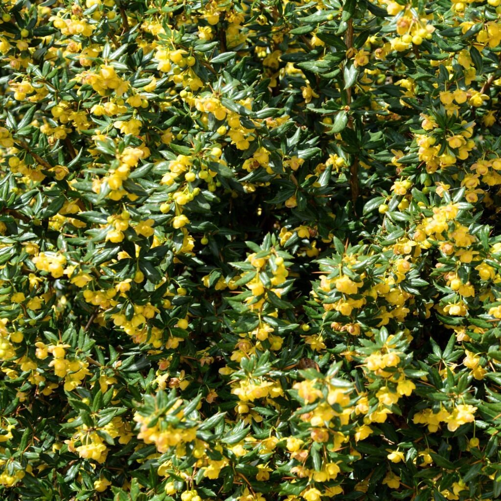 Warty Barberry - Berberis verruculosa