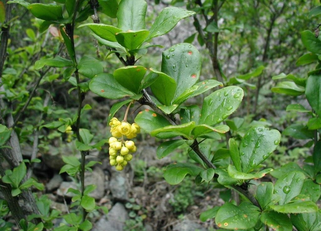Common barberry - Berberis vulgaris
