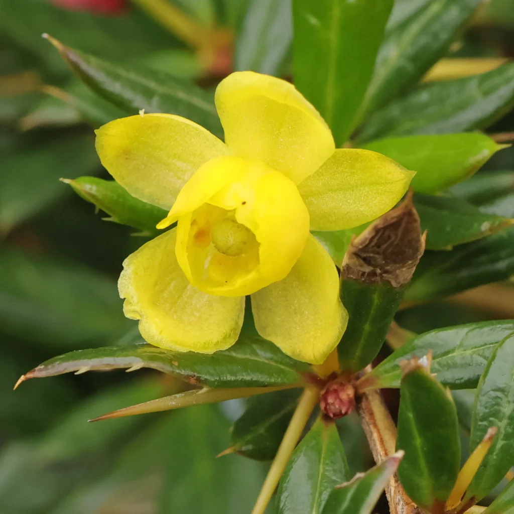 Warty Barberry - Berberis verruculosa