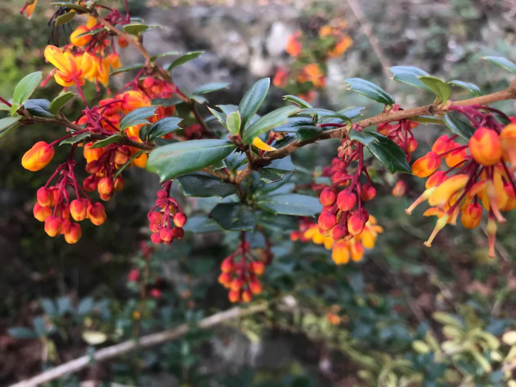 Darwin's Barberry - Berberis darwinii