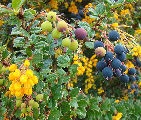 Darwin's Barberry - Berberis darwinii