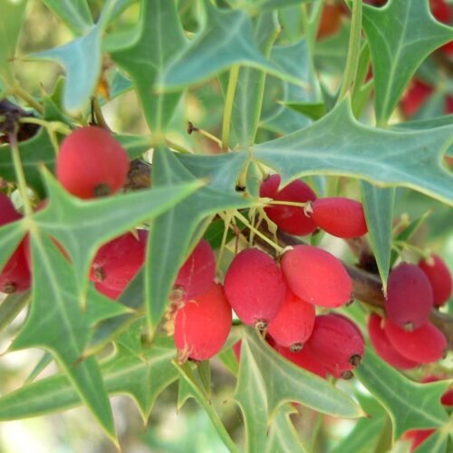 How to grow Warty Barberry (Berberis verruculosa)