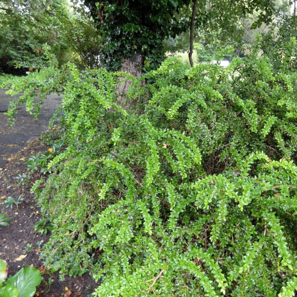 Warty Barberry - Berberis verruculosa