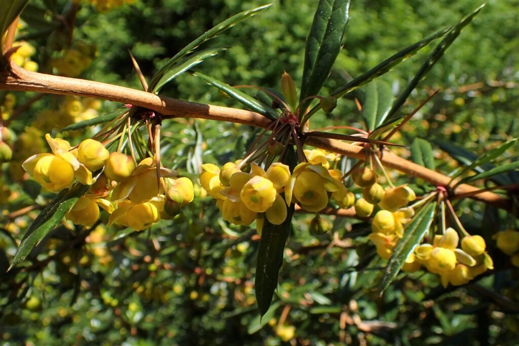 Warty Barberry - Berberis verruculosa