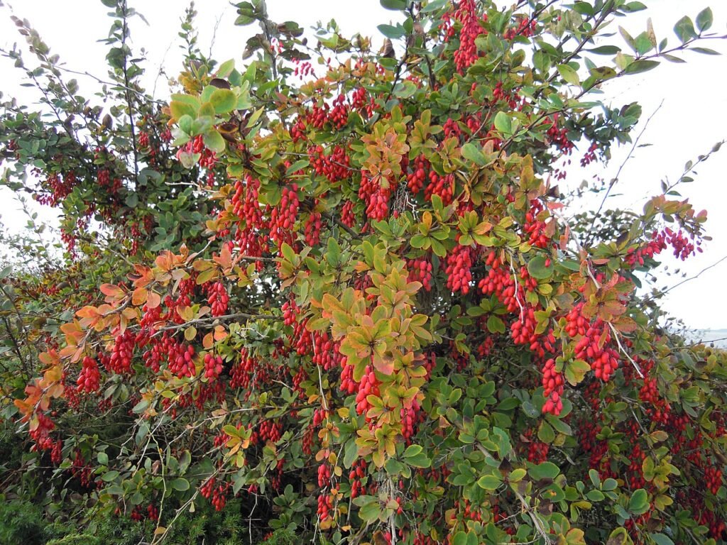 Common barberry - Berberis vulgaris