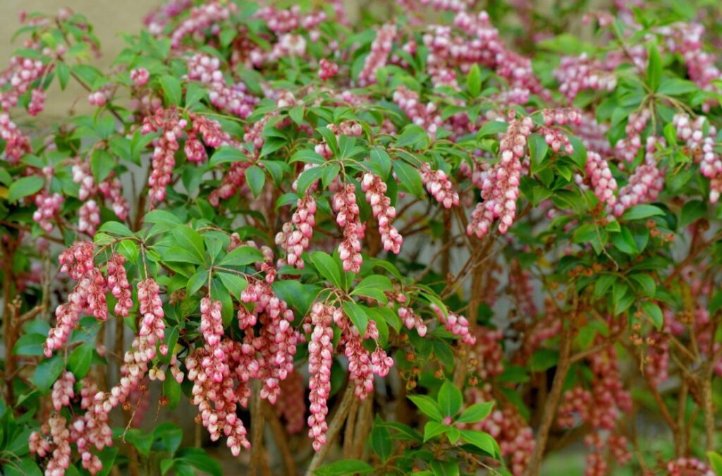 Japanese Andromeda - Pieris japonica