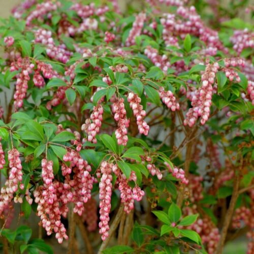 How to grow Japanese Andromeda (Pieris japonica)