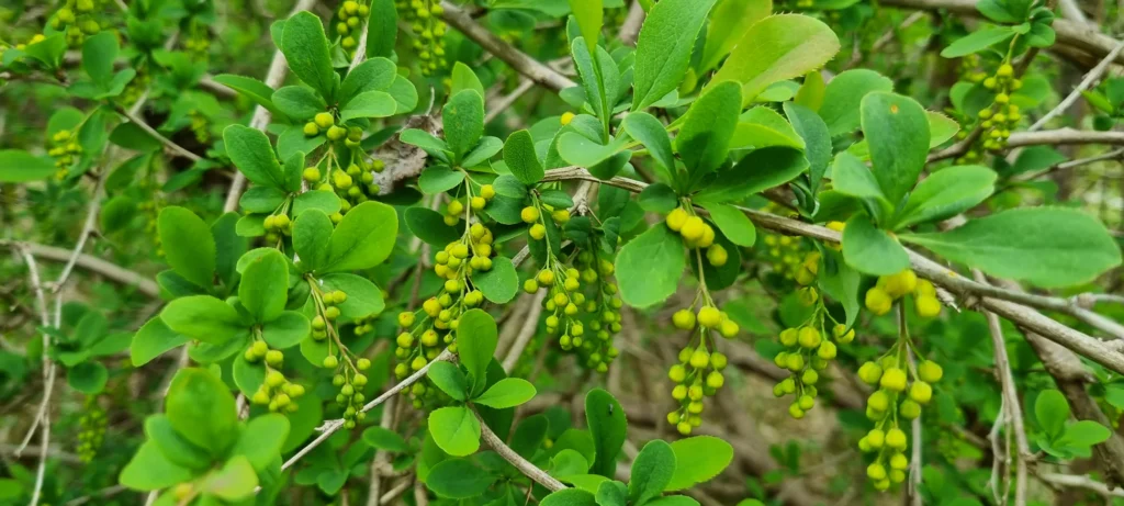 Common barberry - Berberis vulgaris