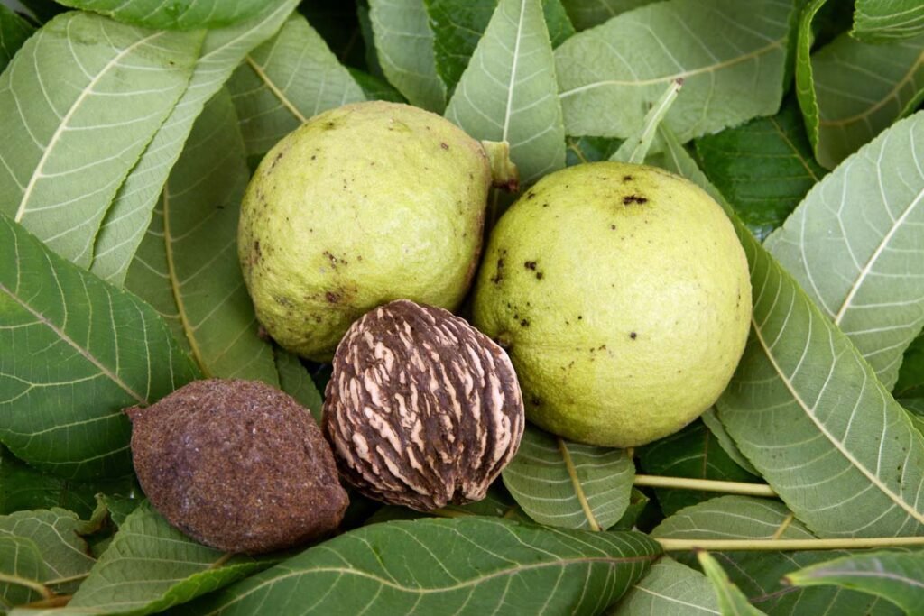 Black Walnut - Juglans nigra