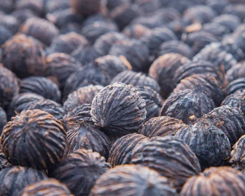 How to grow Black Walnut (Juglans nigra)