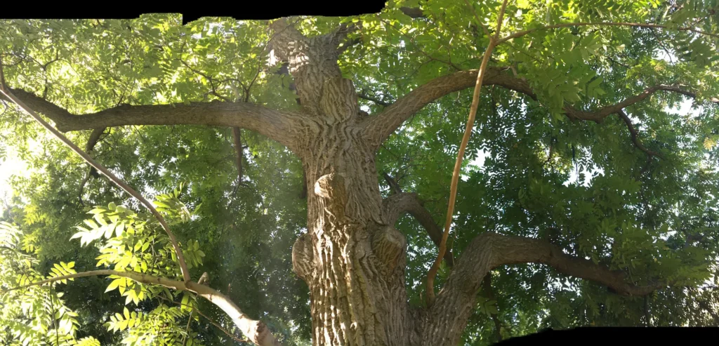 Japanese Walnut - Juglans ailanthifolia