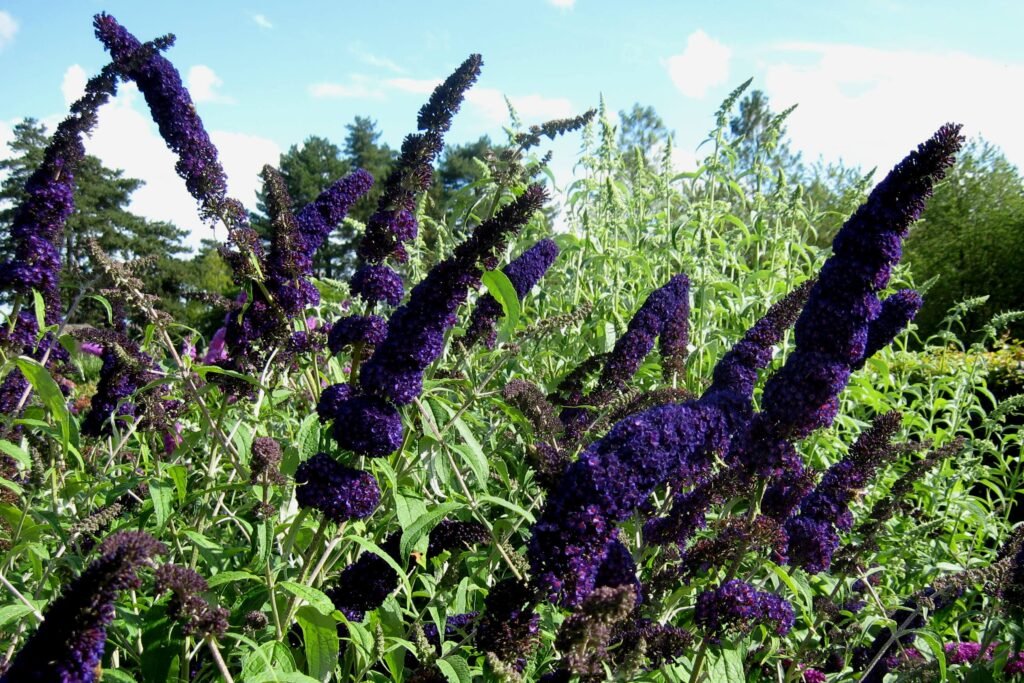 Butterfly Bush - Buddleja davidii