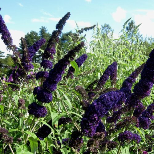 How to grow Butterfly Bush (Buddleja davidii)
