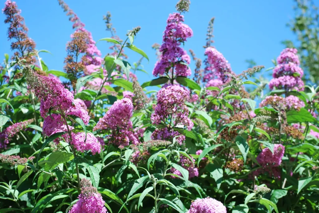 Butterfly Bush - Buddleja davidii
