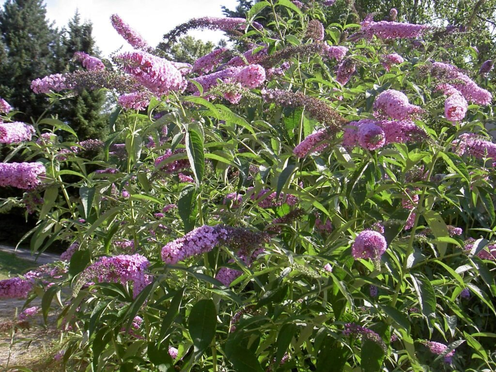 Butterfly Bush - Buddleja davidii