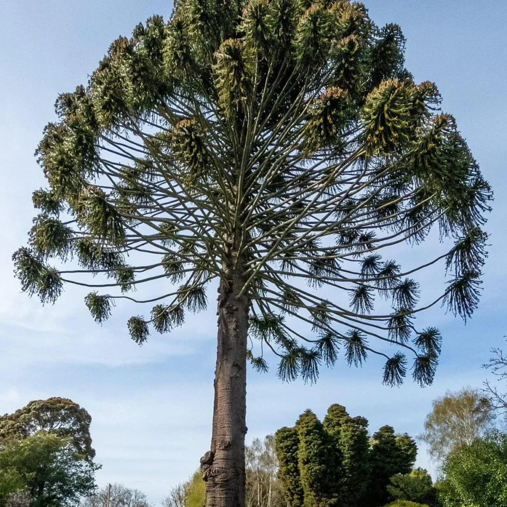 Bunya Pine - Araucaria bidwillii