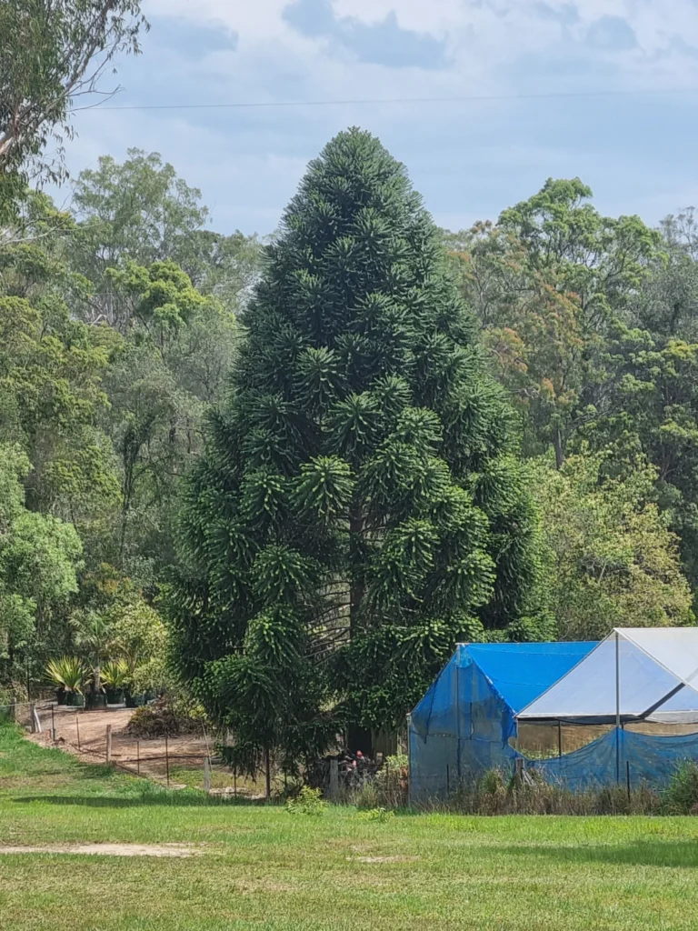 Bunya Pine - Araucaria bidwillii
