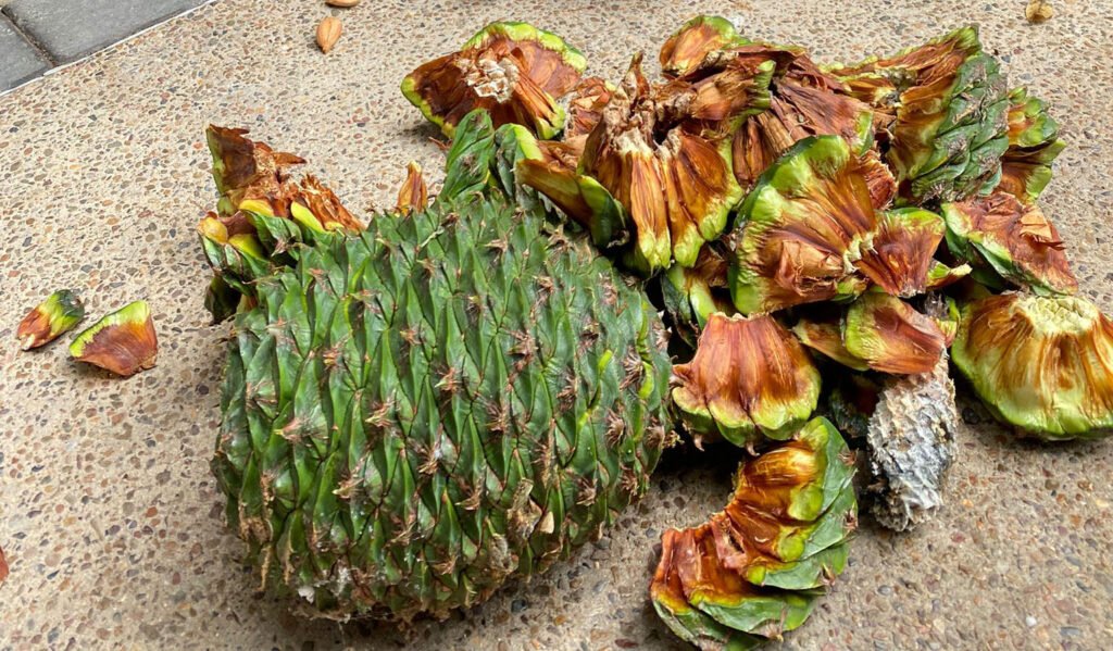 Bunya Pine - Araucaria bidwillii