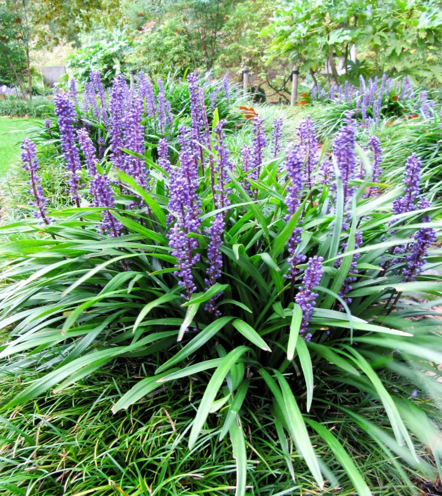 Lilyturf - Liriope muscari