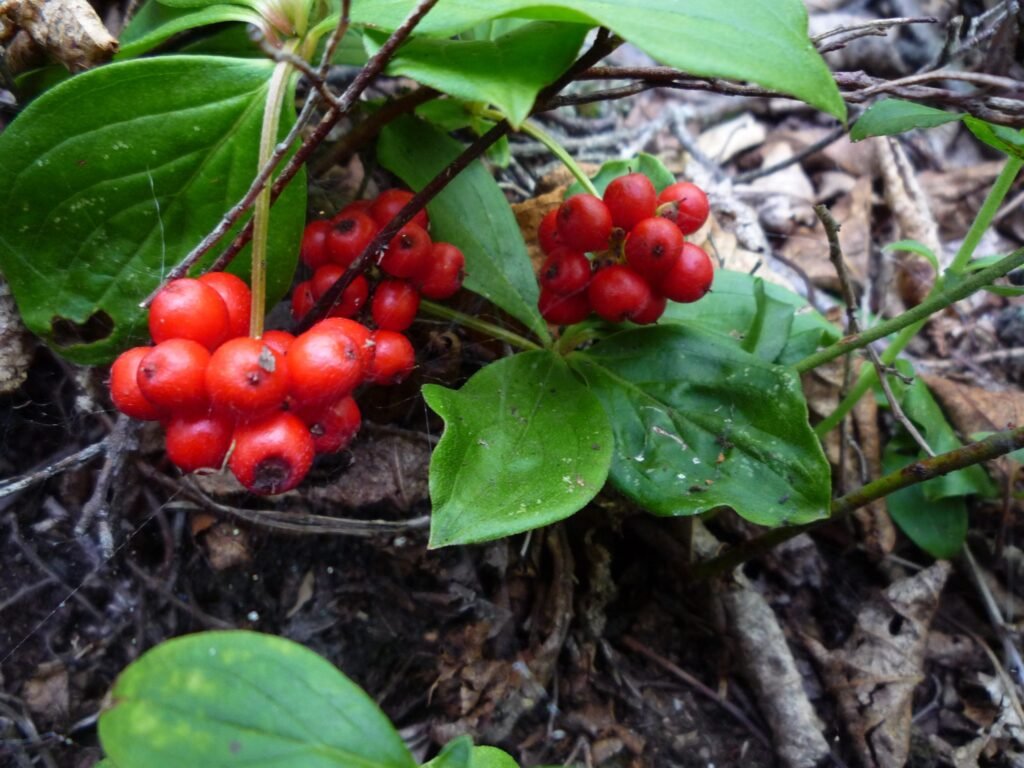 Creeping Dogwood - Cornus canadensis