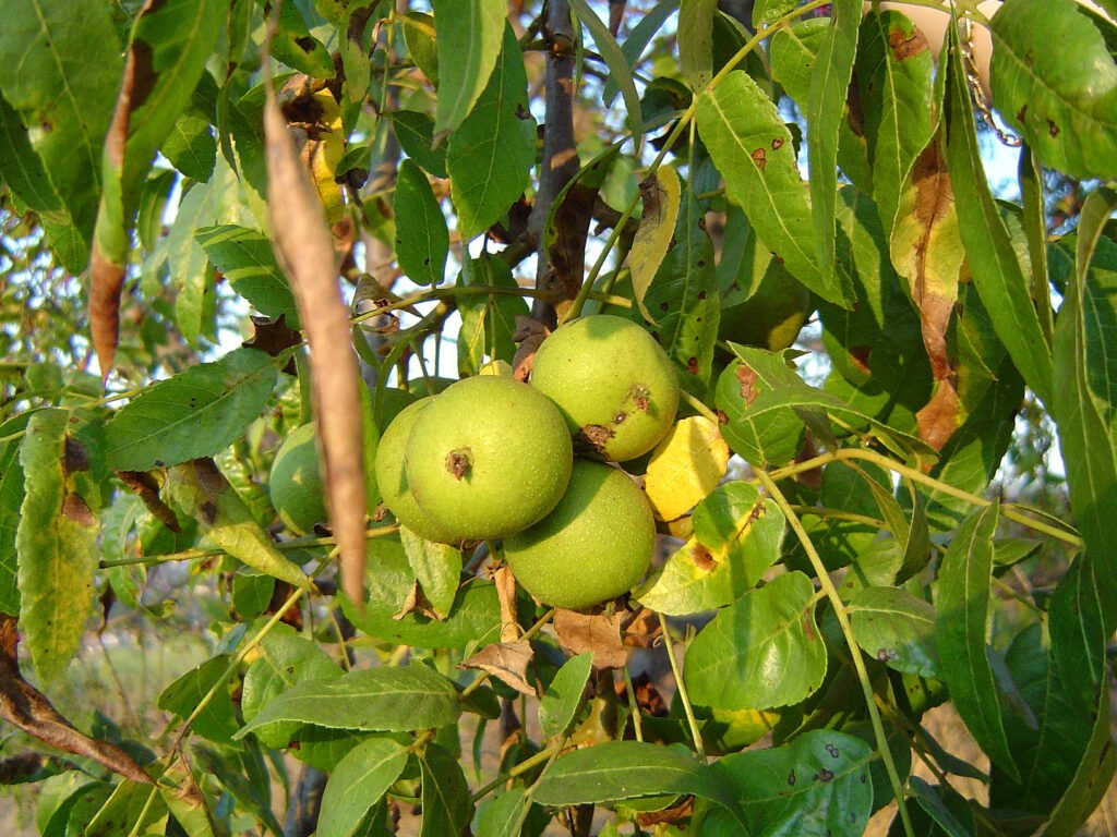 California Walnut - Juglans californica