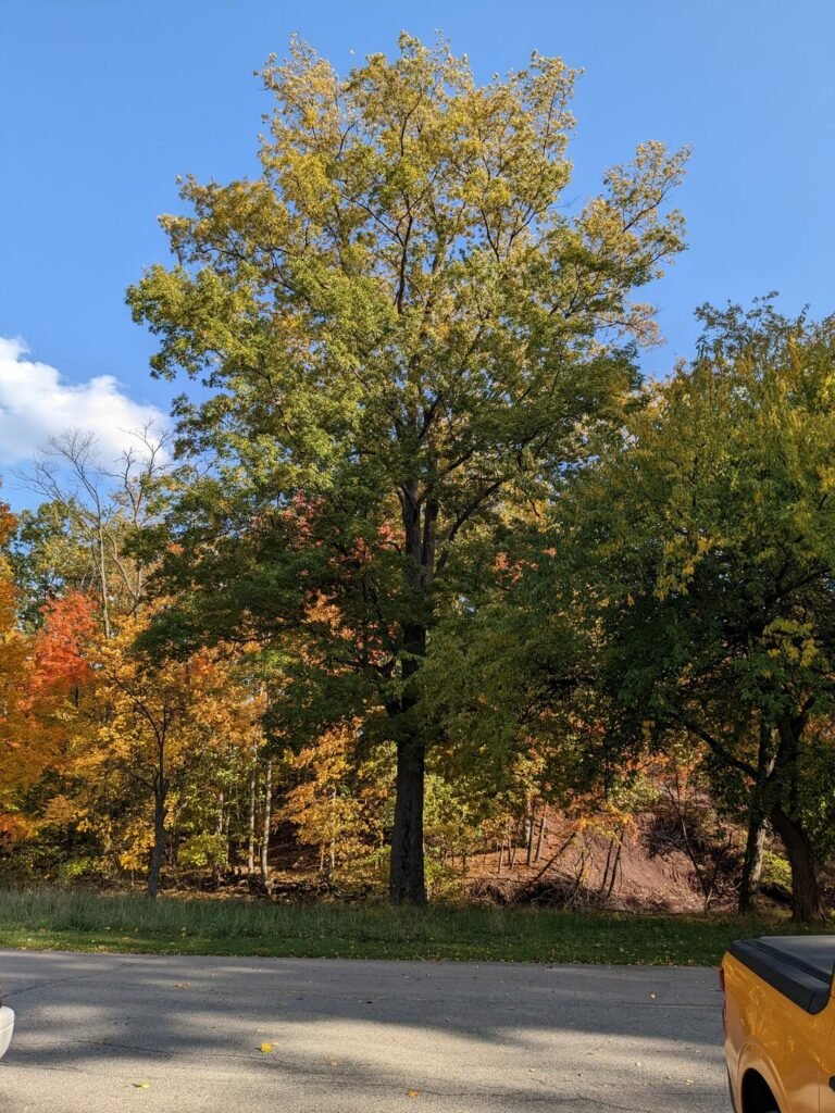 Mockernut Hickory - Carya tomentosa