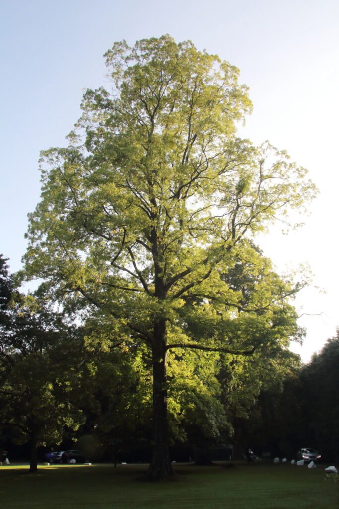 Bitternut Hickory - Carya cordiformis
