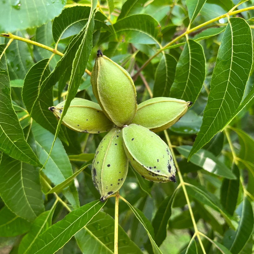 Pecan - Carya illinoinensis
