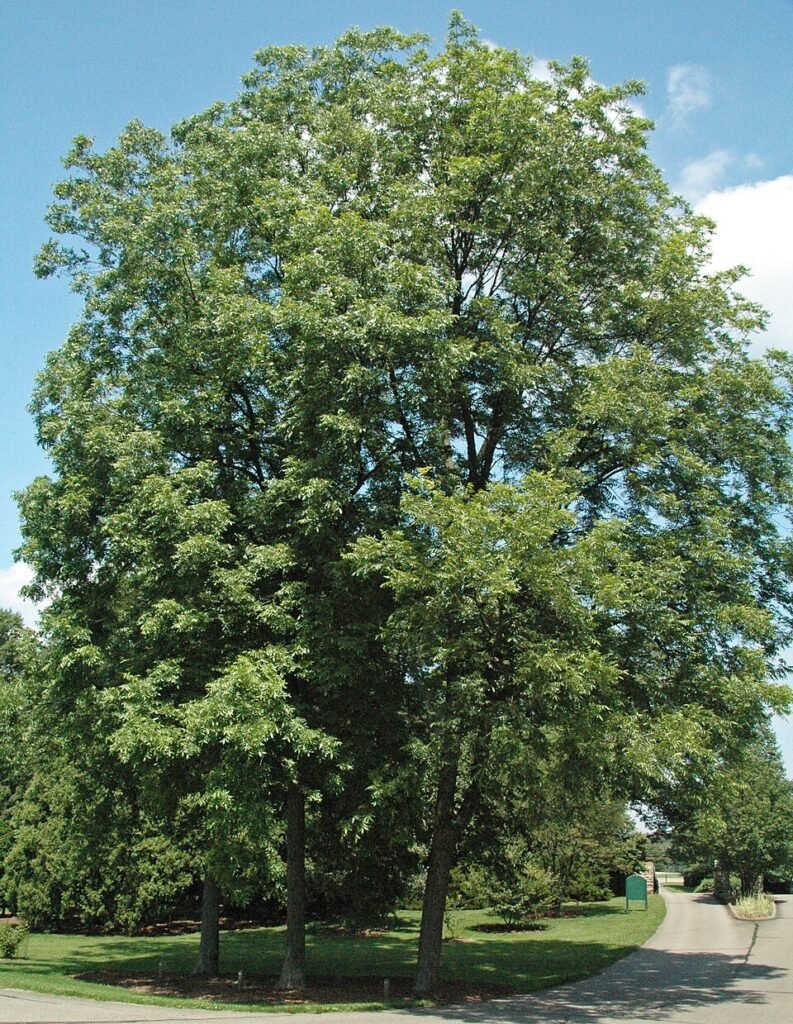 Pecan - Carya illinoinensis