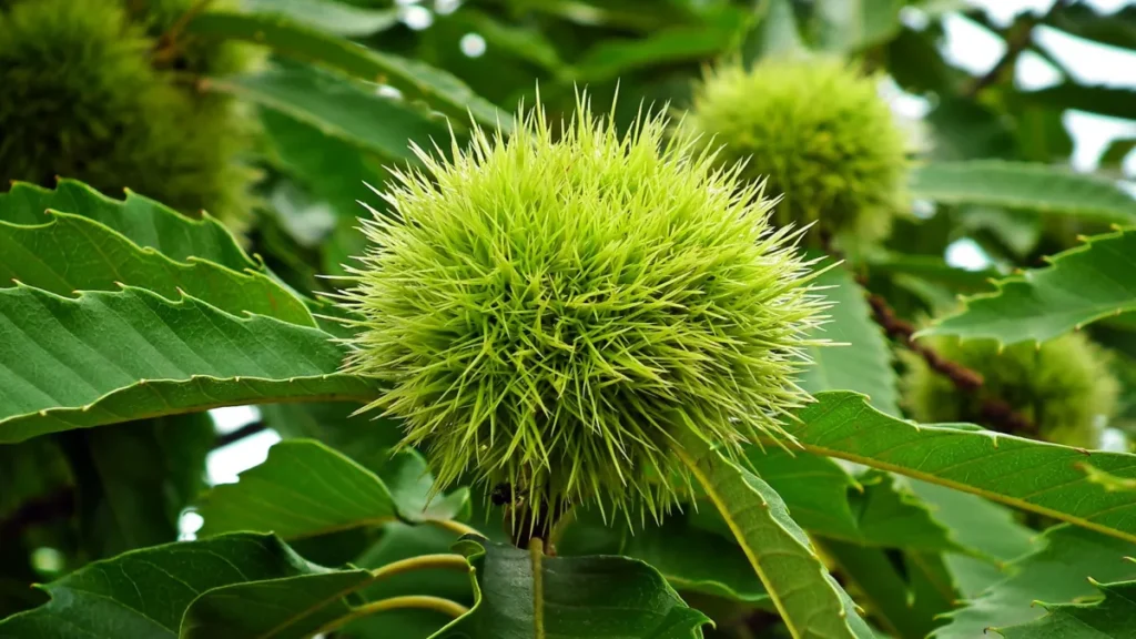 Sweet Chestnut - Castanea sativa