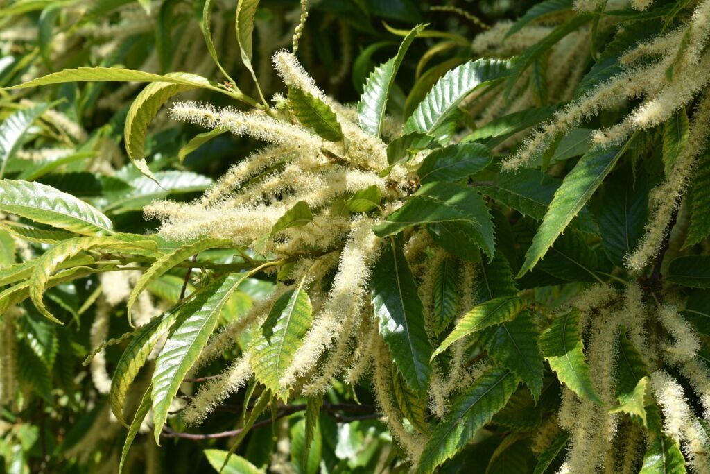 Sweet Chestnut - Castanea sativa
