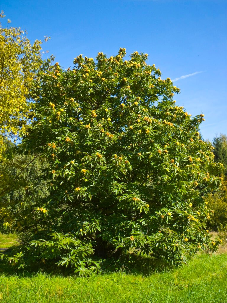 Sweet Chestnut - Castanea sativa