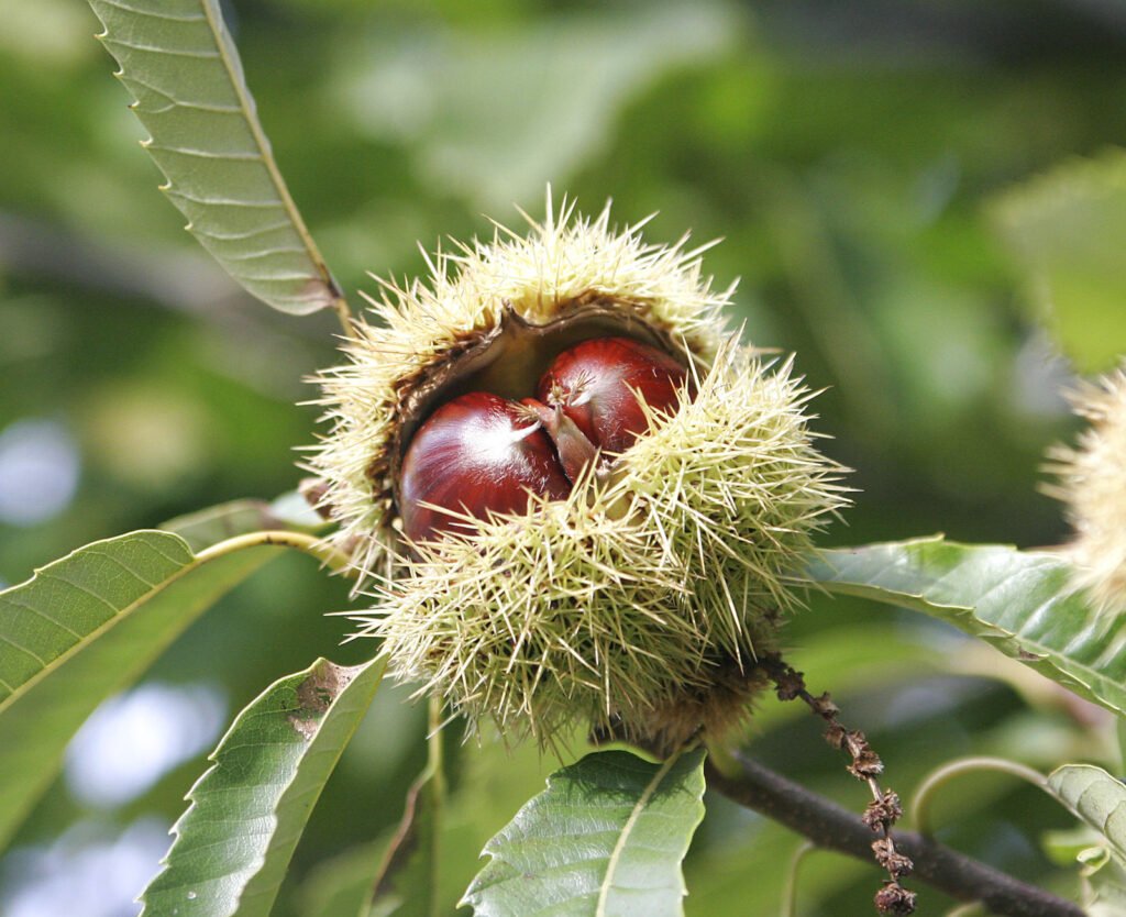Sweet Chestnut - Castanea sativa
