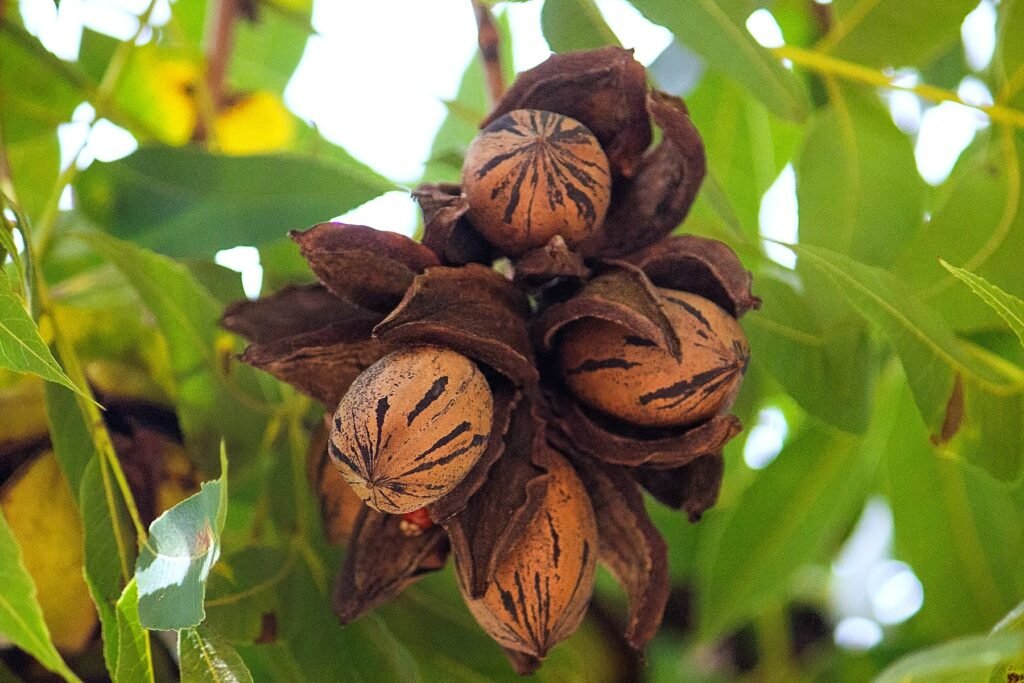 Pecan - Carya illinoinensis