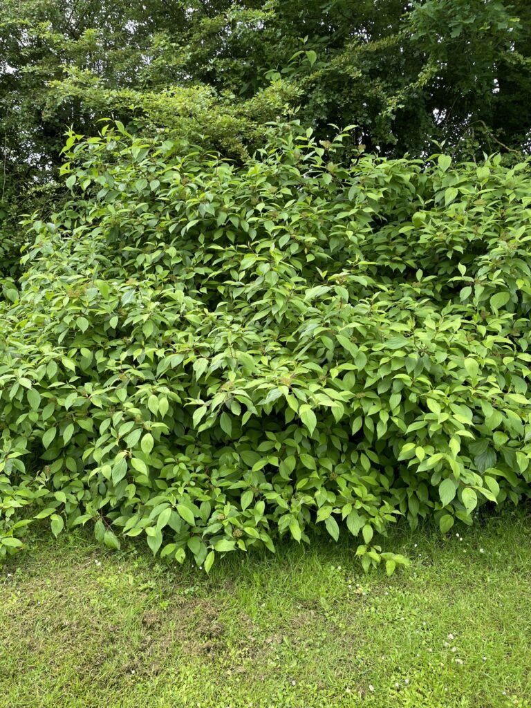 Bloodtwig dogwood - Cornus sanguinea