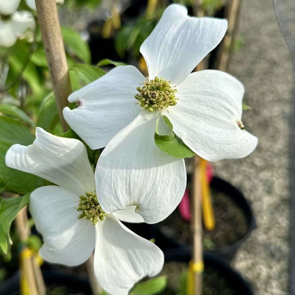 Flowering Dogwood - Cornus florida