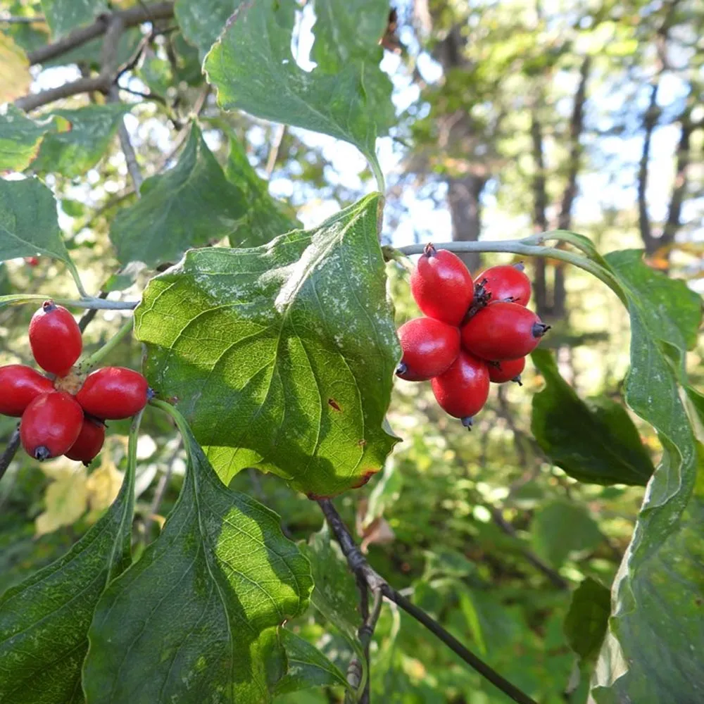 Flowering Dogwood - Cornus florida
