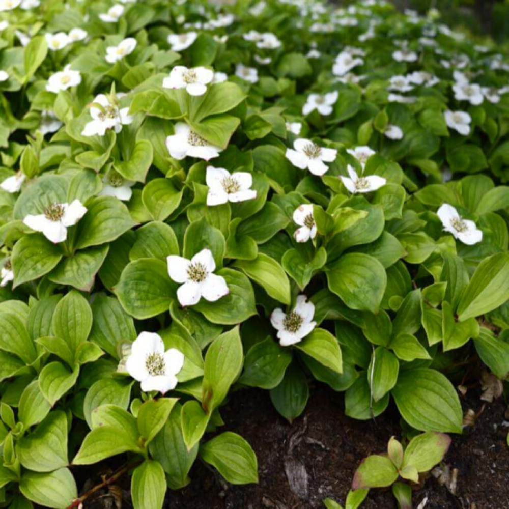 Creeping Dogwood - Cornus canadensis