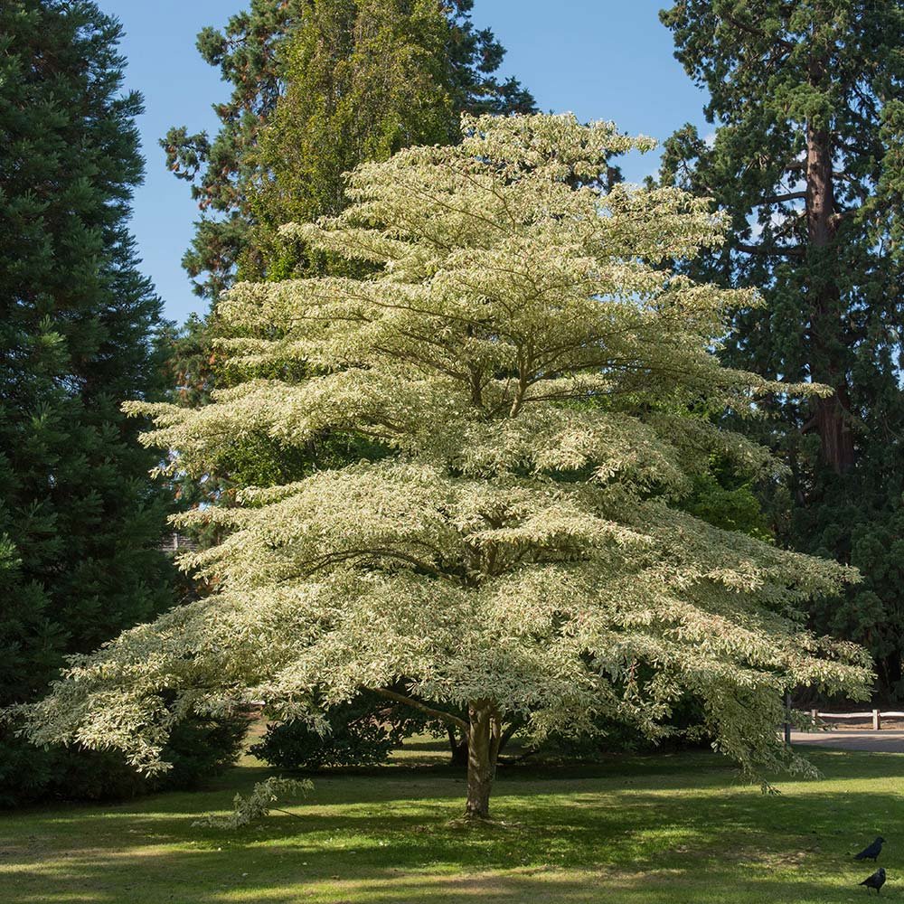 Giant Dogwood - Cornus controversa