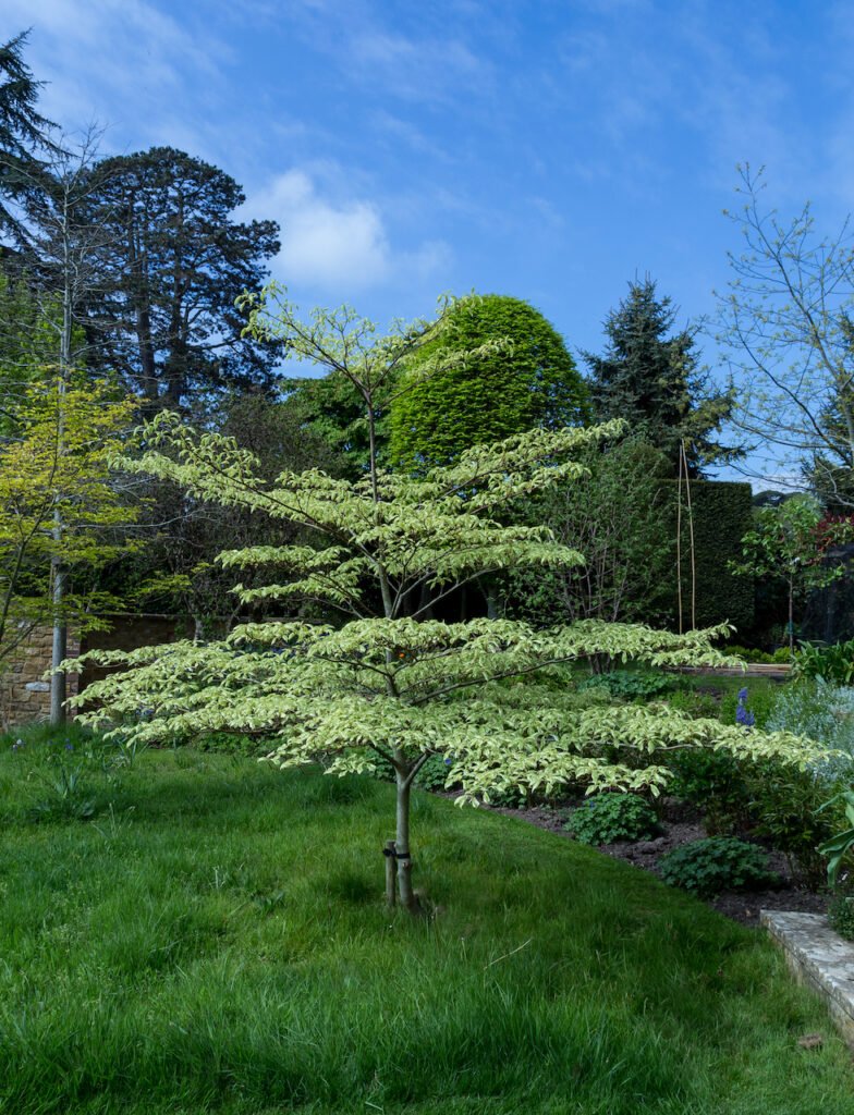 Giant Dogwood - Cornus controversa