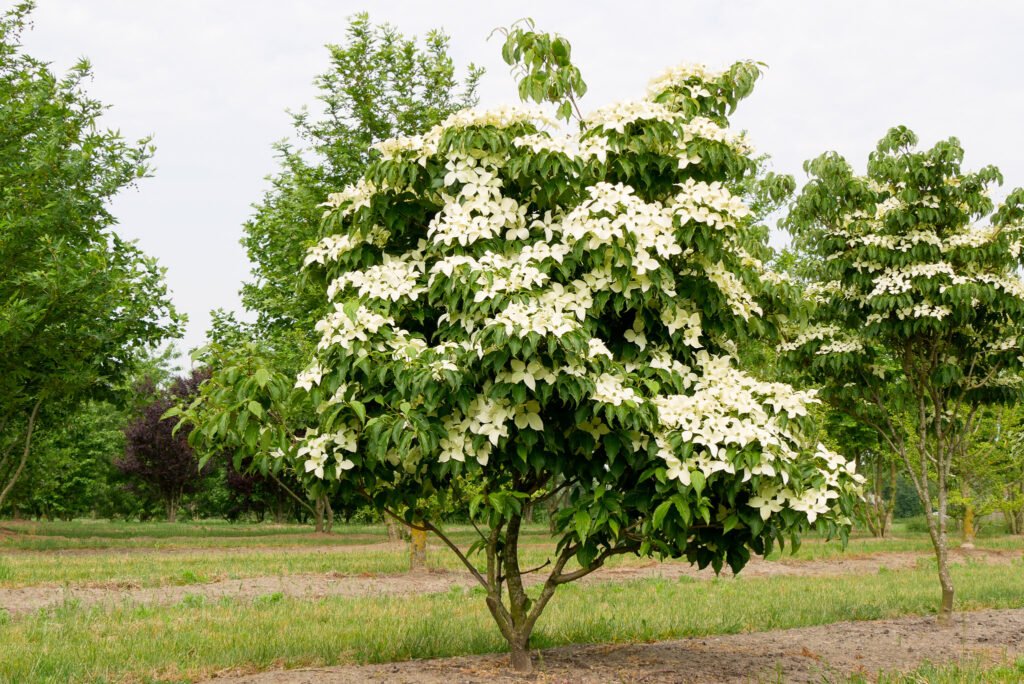Chinese dogwood - Cornus kousa chinensis