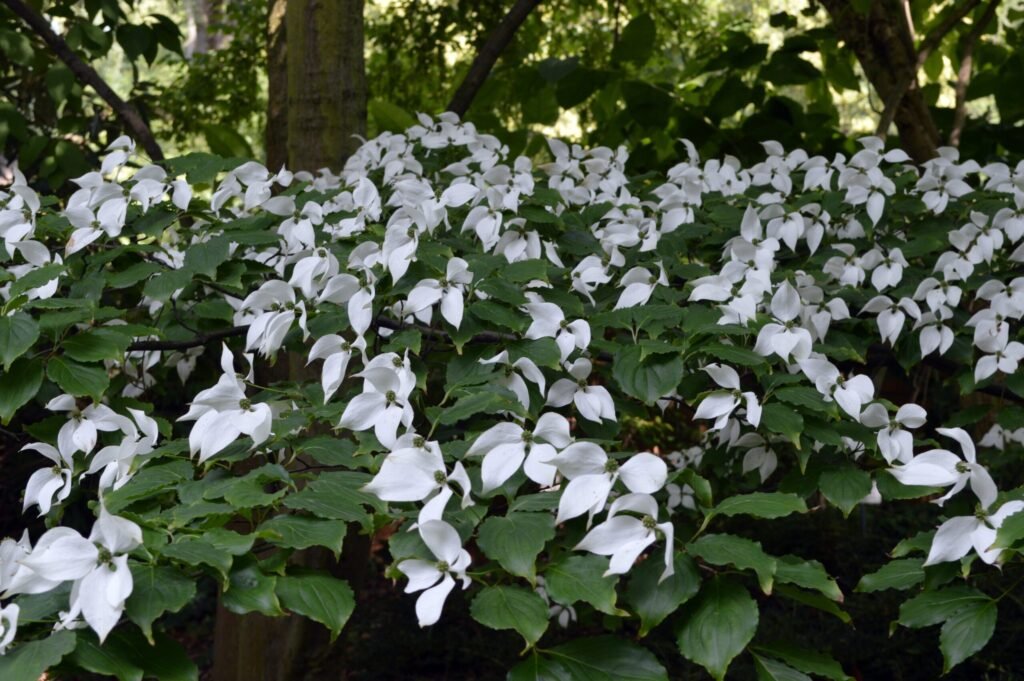Chinese dogwood - Cornus kousa chinensis