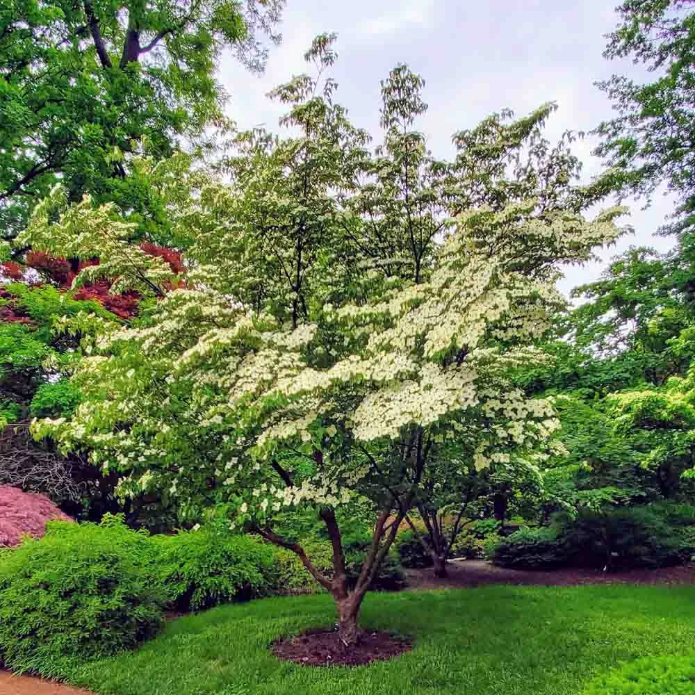 Japanese Dogwood - Cornus kousa