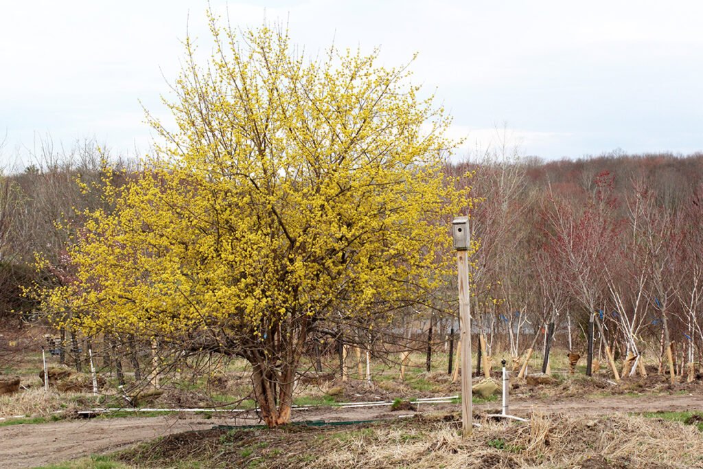 Cornelian Cherry - Cornus mas