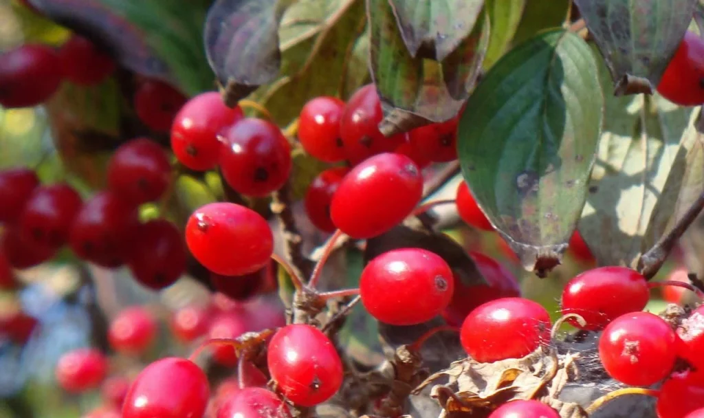 Japanese cornel - Cornus officinalis